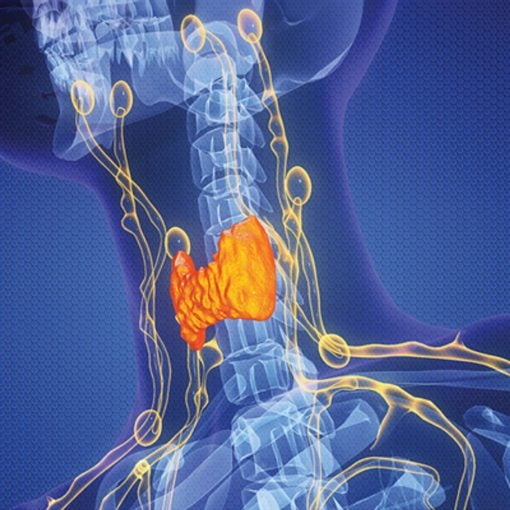 The Brigham Board Review and Comprehensive Update Endocrinology 2025