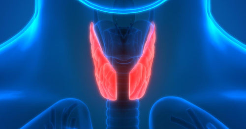 Harvard Clinical Endocrinology 2022